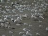 Glaucous Gull at Hole Haven Creek (Steve Arlow) (76088 bytes)